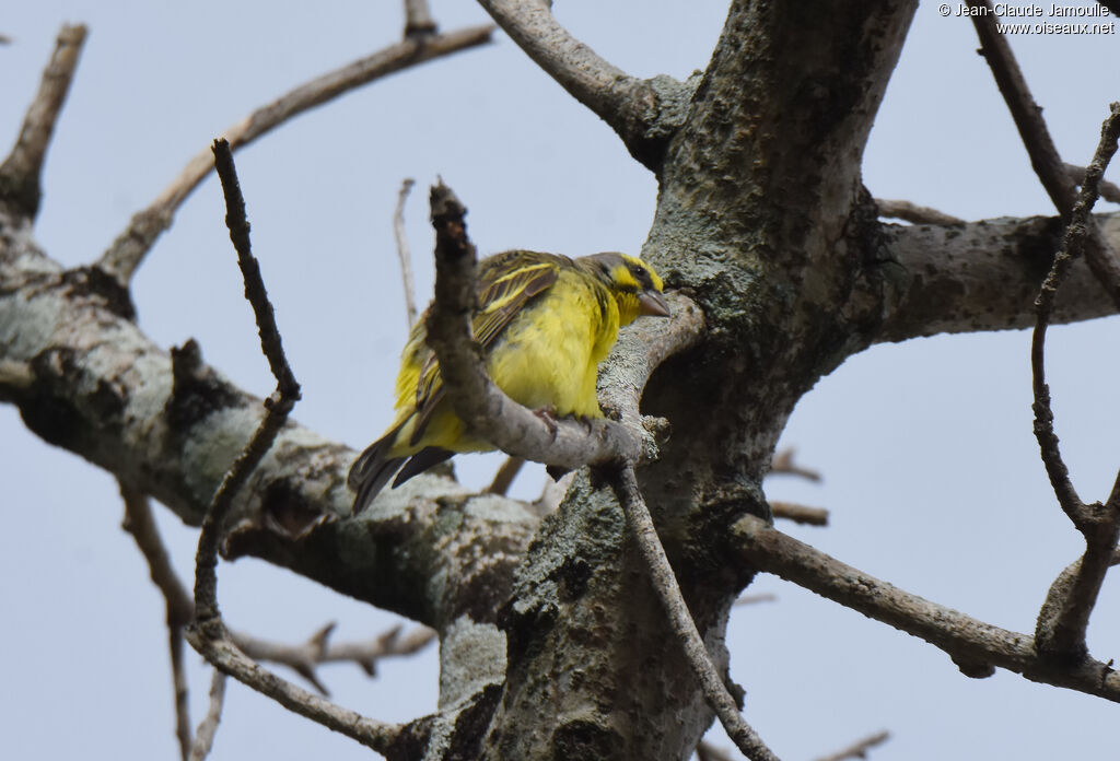 Serin du Mozambique