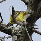 Serin du Mozambique