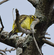 Yellow-fronted Canary