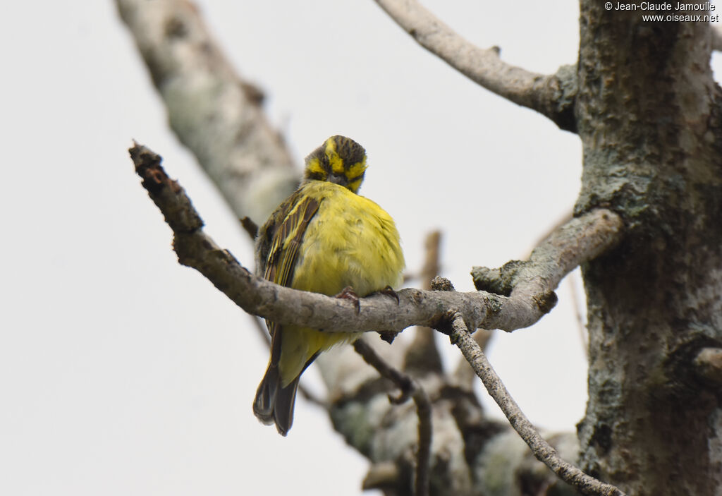 Serin du Mozambique