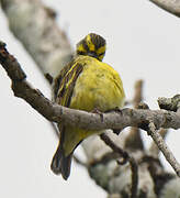 Yellow-fronted Canary