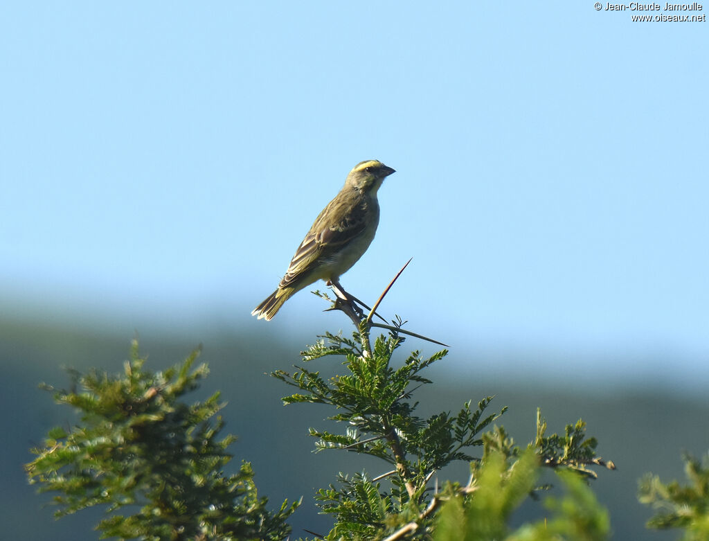 Serin du Mozambique