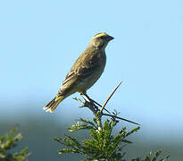 Yellow-fronted Canary