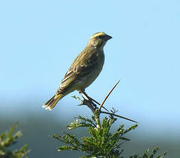 Serin du Mozambique