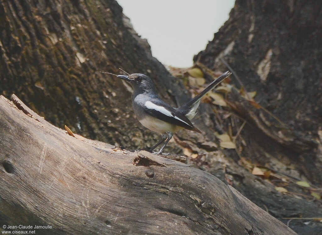 Oriental Magpie-Robin female, Reproduction-nesting