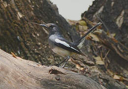 Oriental Magpie-Robin