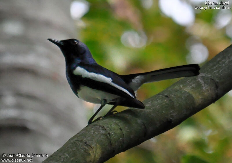 Oriental Magpie-Robin male adult