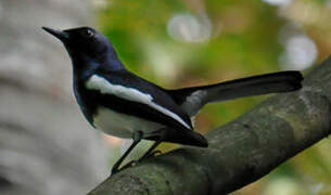 Oriental Magpie-Robin