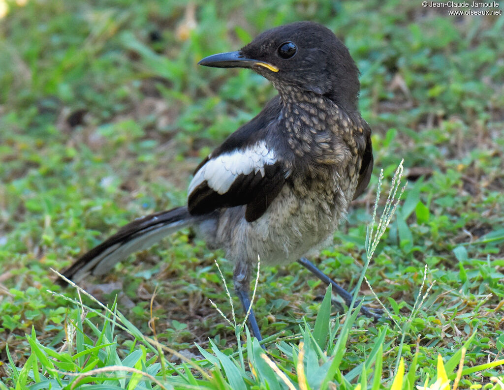 Oriental Magpie-Robinjuvenile