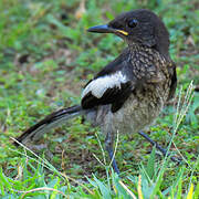 Oriental Magpie-Robin