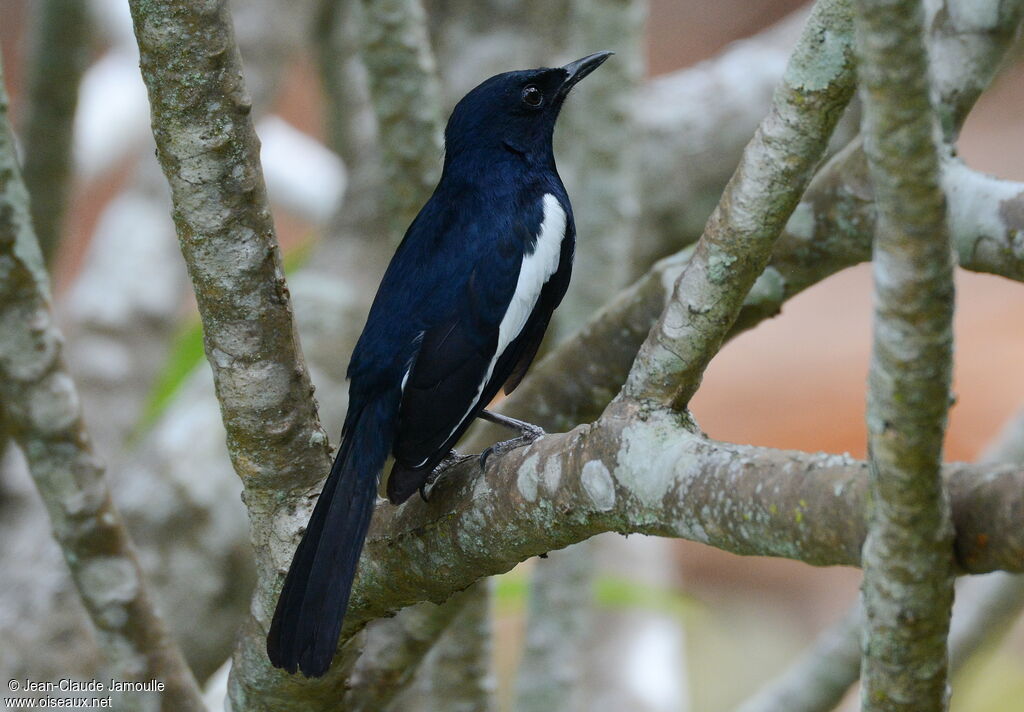 Oriental Magpie-Robin male