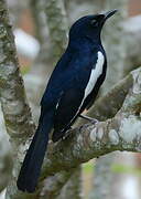 Oriental Magpie-Robin