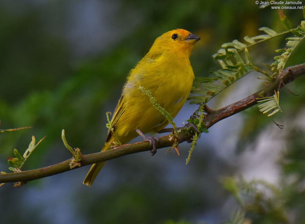 Saffron Finch