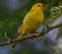 Saffron Finch