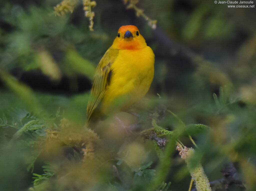 Saffron Finch