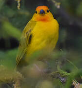Saffron Finch