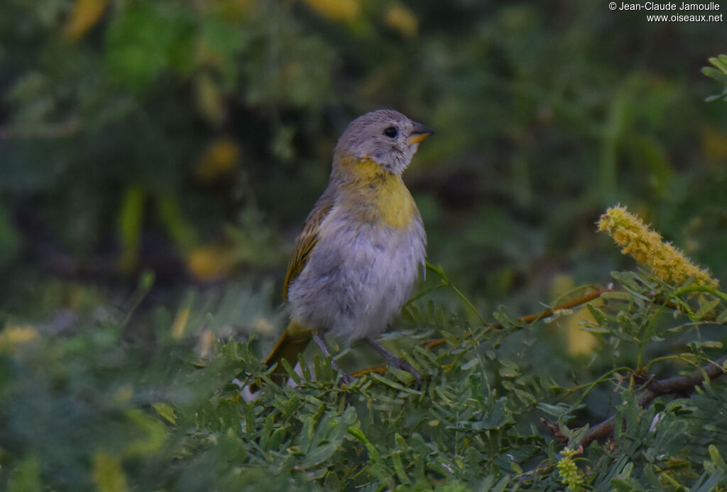 Saffron Finch