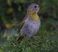 Saffron Finch