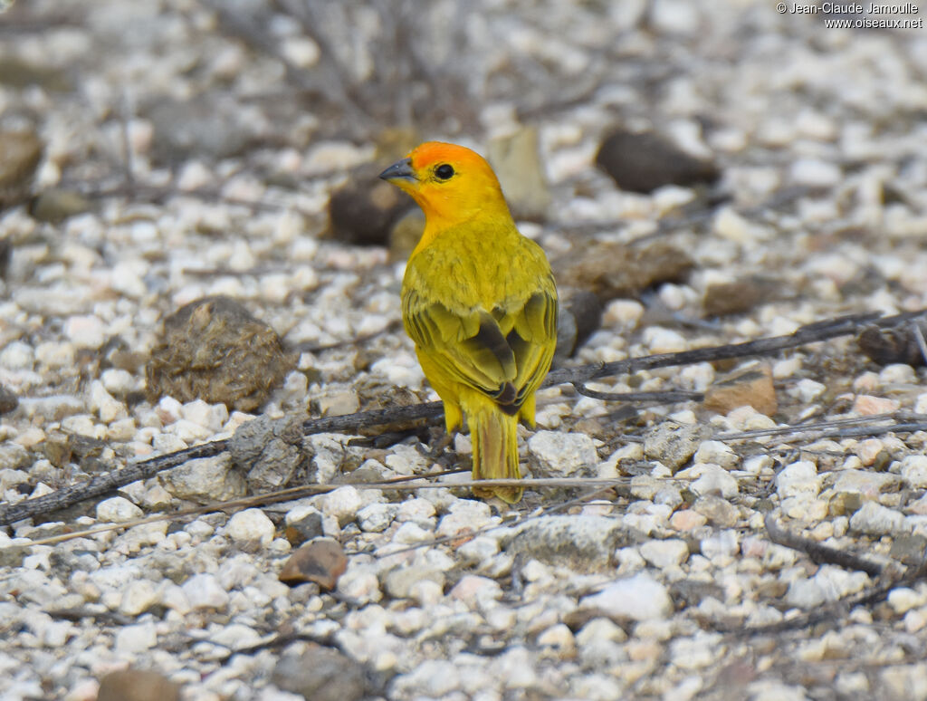 Saffron Finch