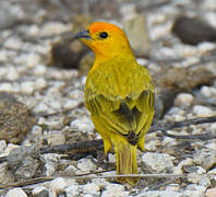 Saffron Finch