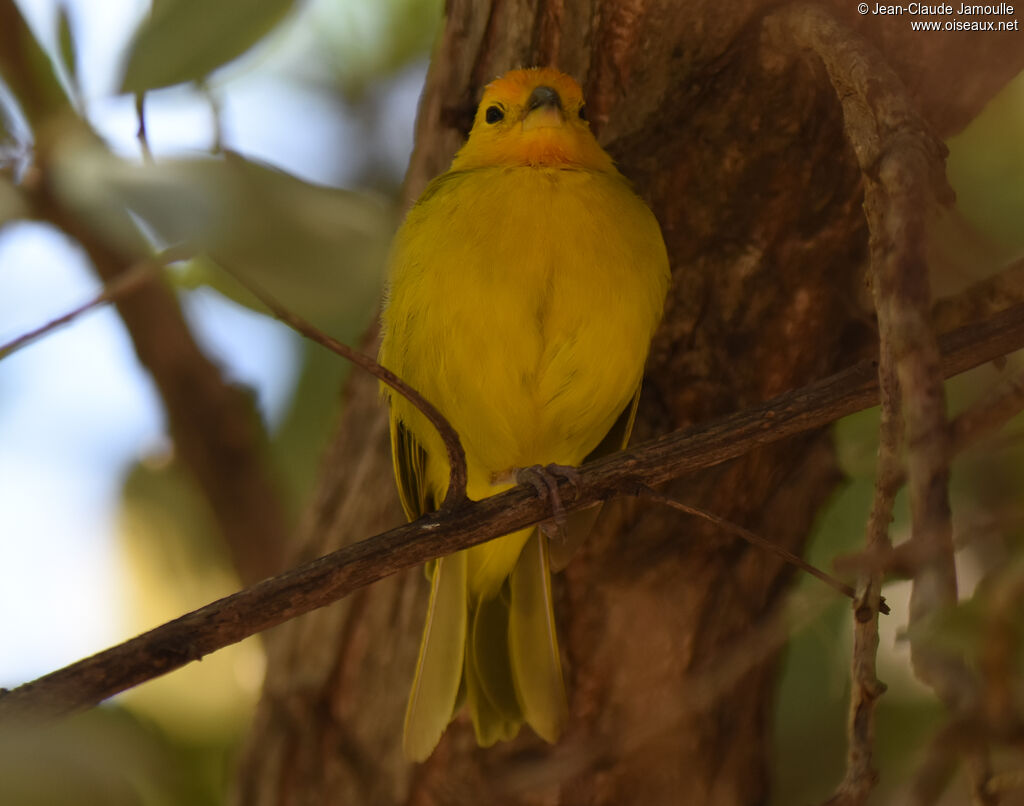 Saffron Finch