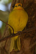 Saffron Finch