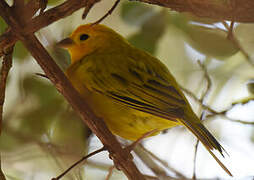 Saffron Finch