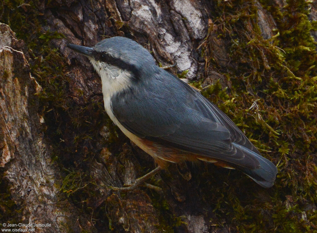 Eurasian Nuthatch