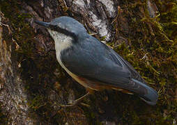 Eurasian Nuthatch