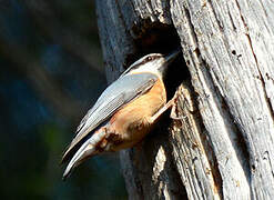 Eurasian Nuthatch