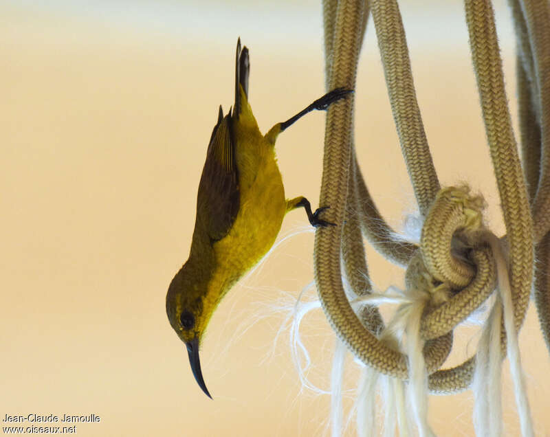 Garden Sunbird female adult, Reproduction-nesting, Behaviour