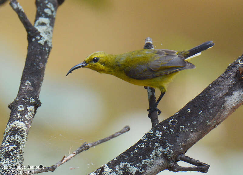 Olive-backed Sunbird female adult, identification