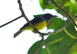 Brown-throated Sunbird