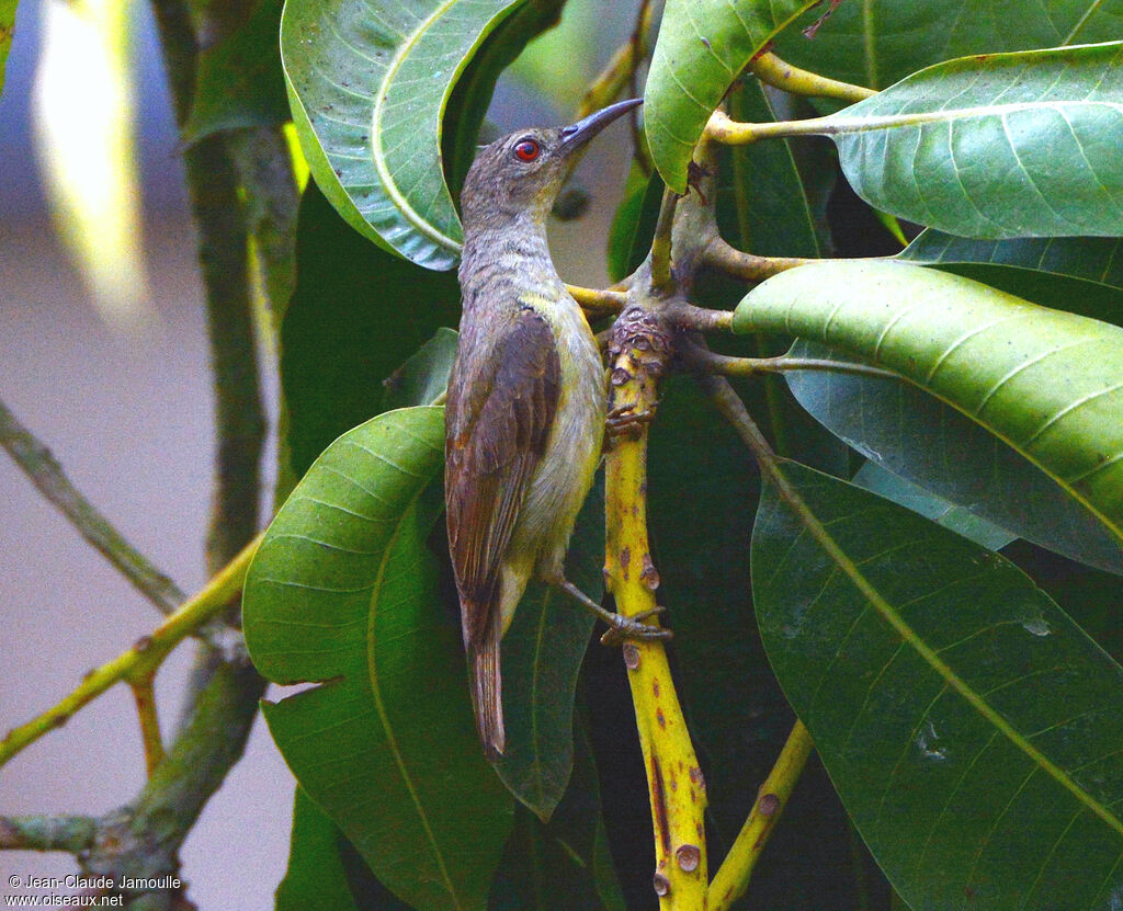 Brown-throated Sunbird female