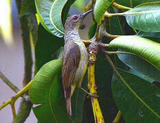 Brown-throated Sunbird