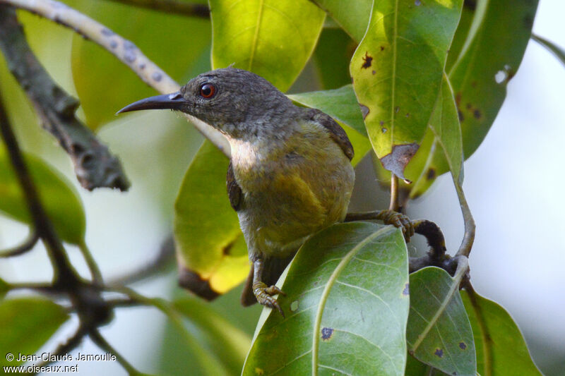 Brown-throated Sunbird female