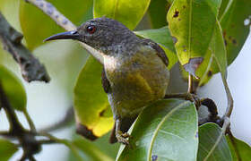 Brown-throated Sunbird