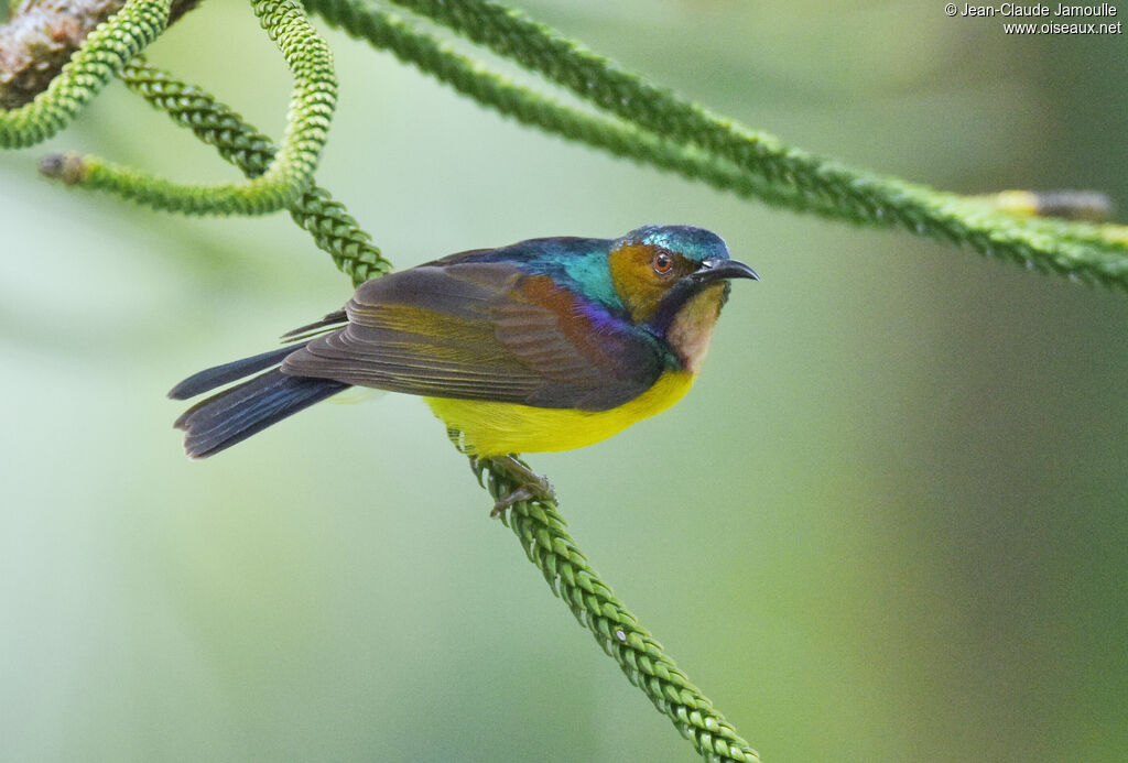 Brown-throated Sunbird male