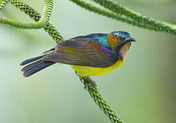 Brown-throated Sunbird