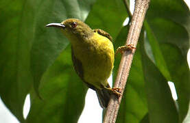 Brown-throated Sunbird