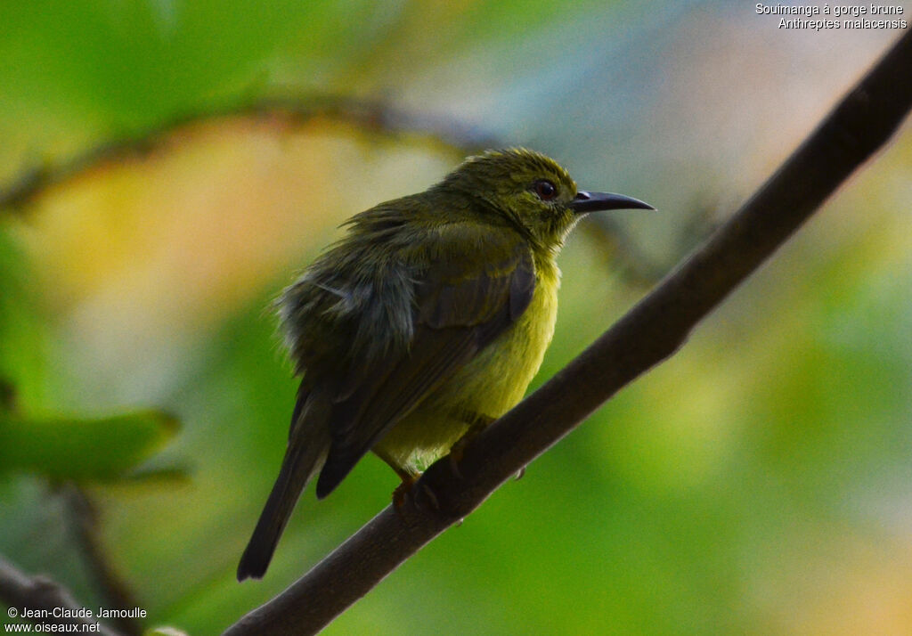 Brown-throated Sunbird female adult, Behaviour