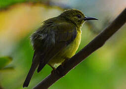 Brown-throated Sunbird