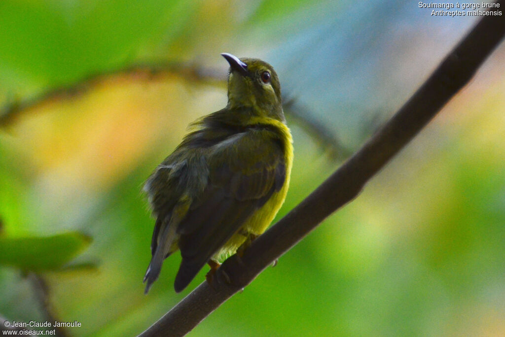 Brown-throated Sunbird female adult, Behaviour