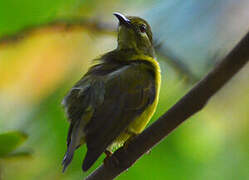 Brown-throated Sunbird