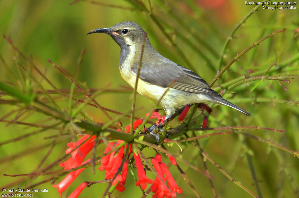 Beautiful Sunbird, Behaviour