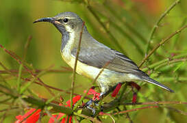 Beautiful Sunbird