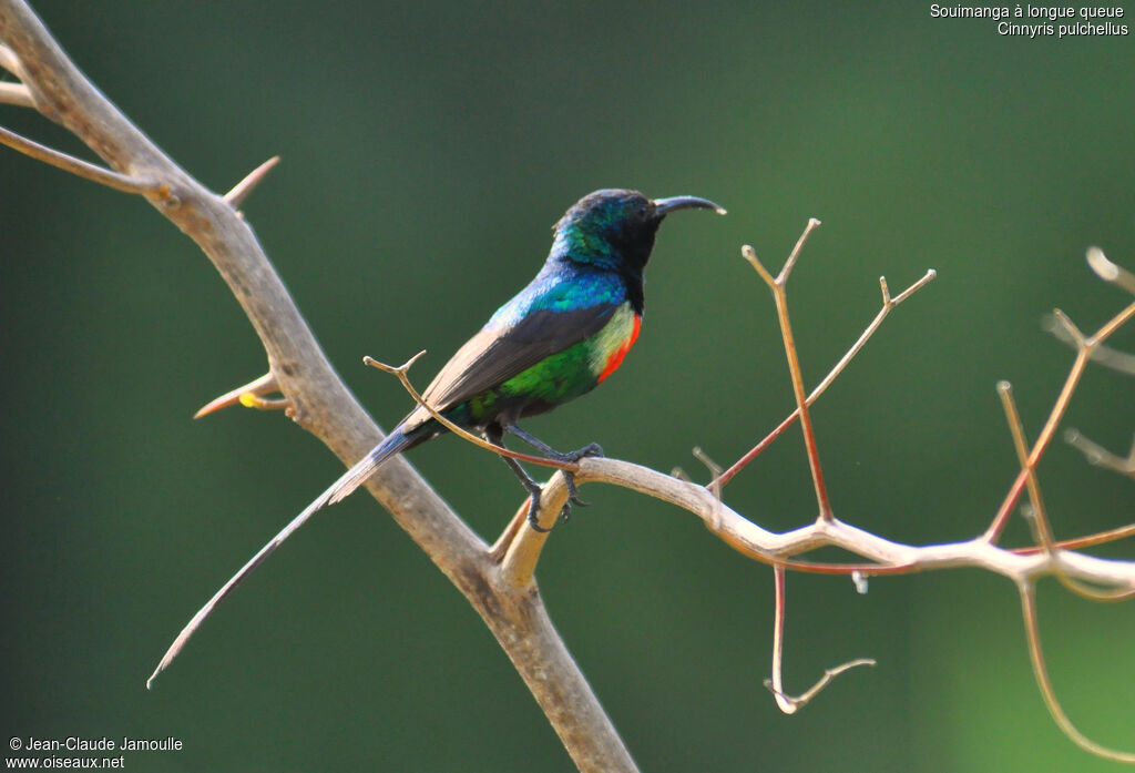 Beautiful Sunbird, identification