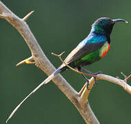 Beautiful Sunbird