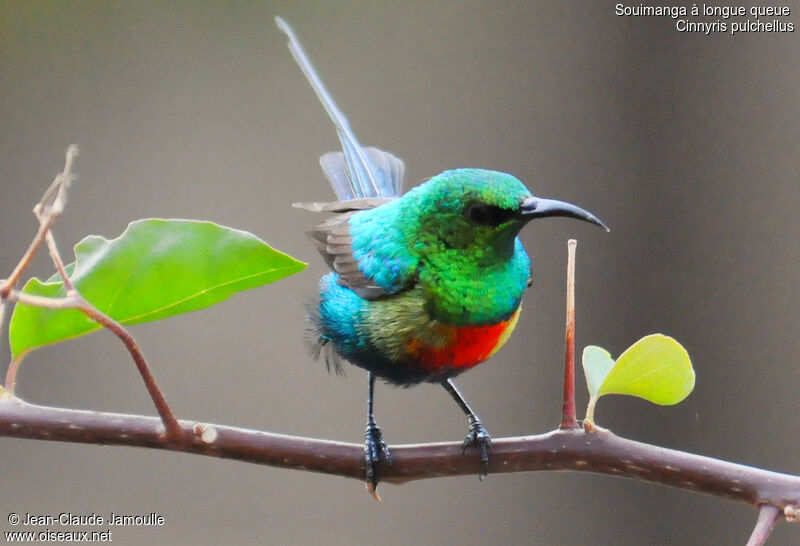 Beautiful Sunbird, identification