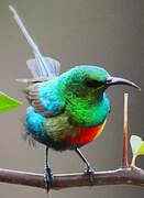 Beautiful Sunbird